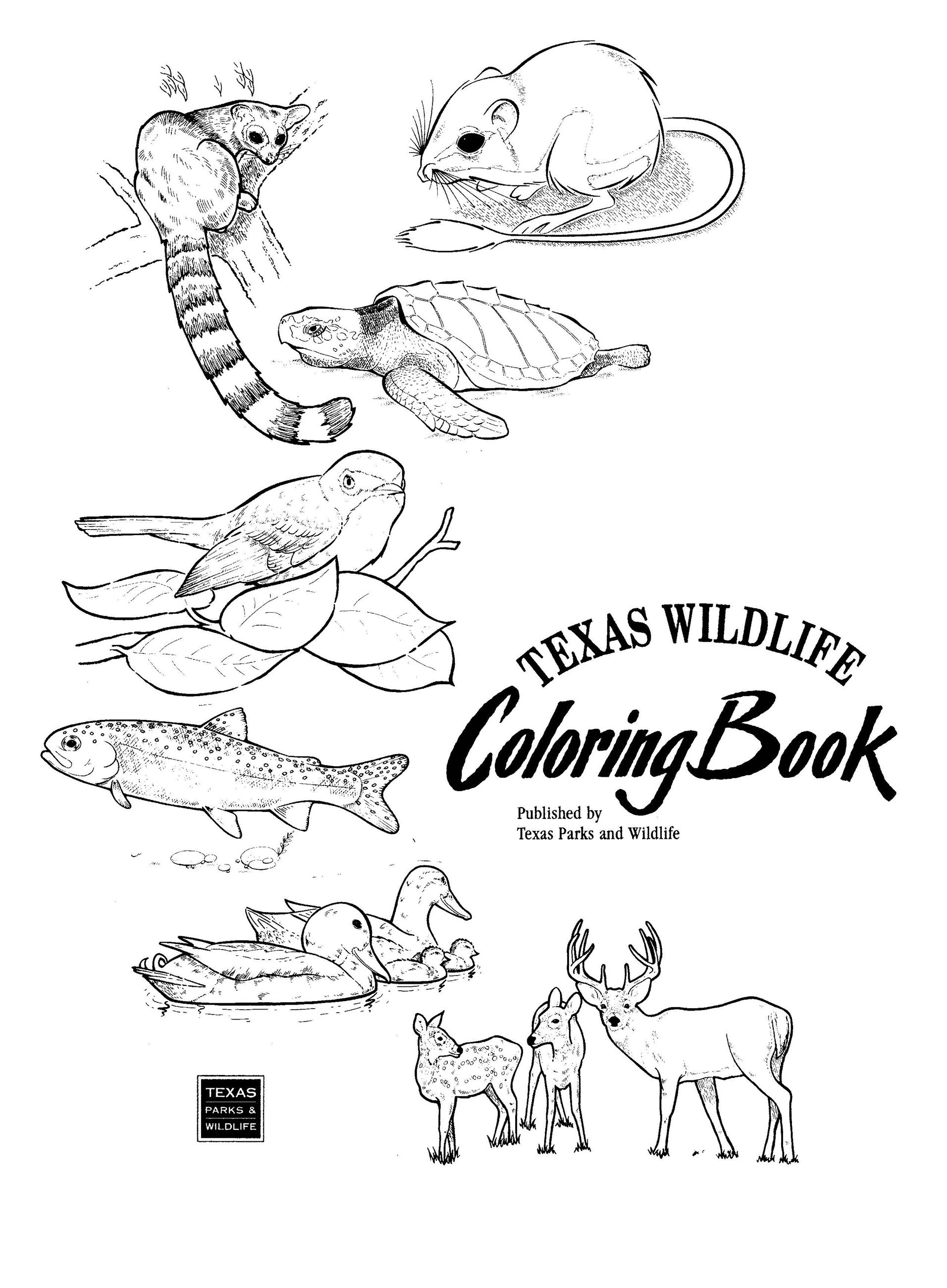 Pages from texas wildlife coloring